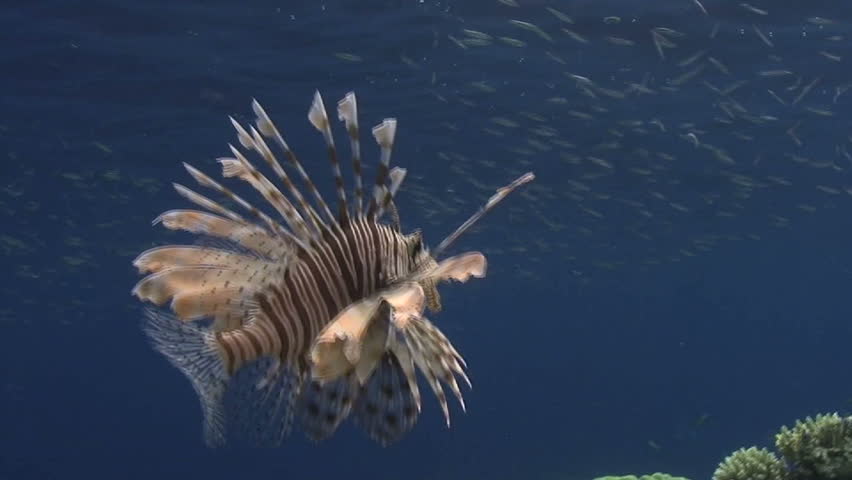 Low wide angle view of a Common lionfish (Pterois miles) hunting small bait fish close to the ocean surface. Red Sea, Egypt.