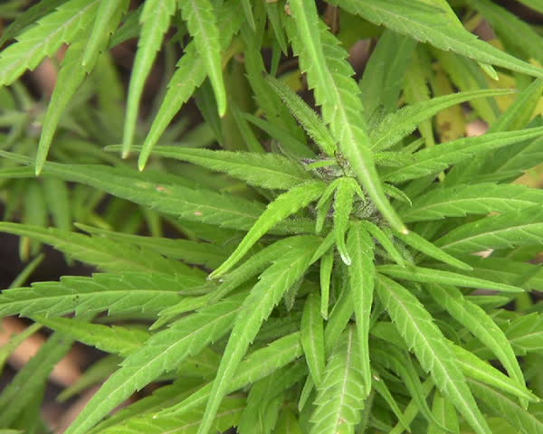 Cannabis plant (Cannabis sativa)