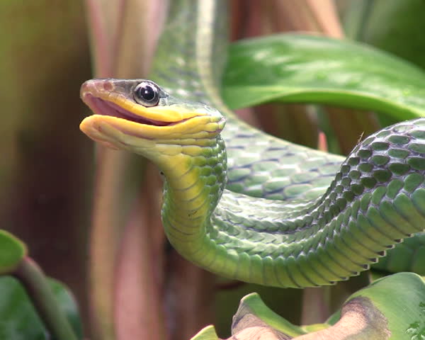Cloudforest whipsnake (Chironius monticola) 