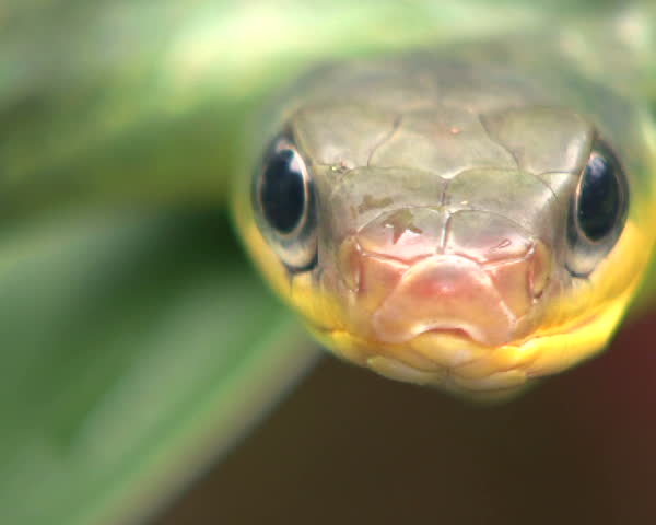 Cloudforest whipsnake (Chironius monticola) 