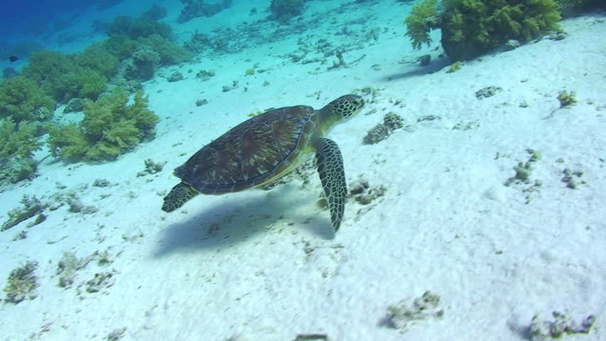 Side view of a  juvenile female Hawksbill turtle (Eretmochelys imbricata) swiiming along a coral reef. Red Sea, Egypt.