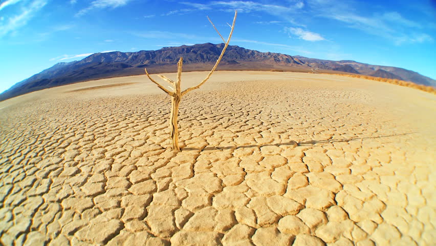 Petrified tree in barren environmental landscape with wide-angle lens