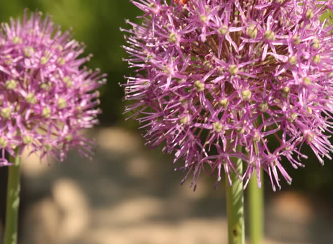 Humblebee collecting pollen from a field flower 