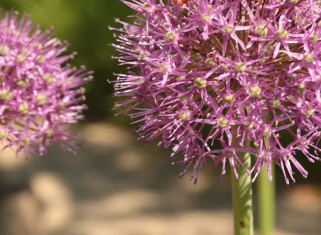 Humblebee collecting pollen from a field flower 