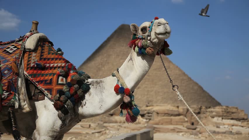 Camel in front of Great Pyramid in Giza Egypt