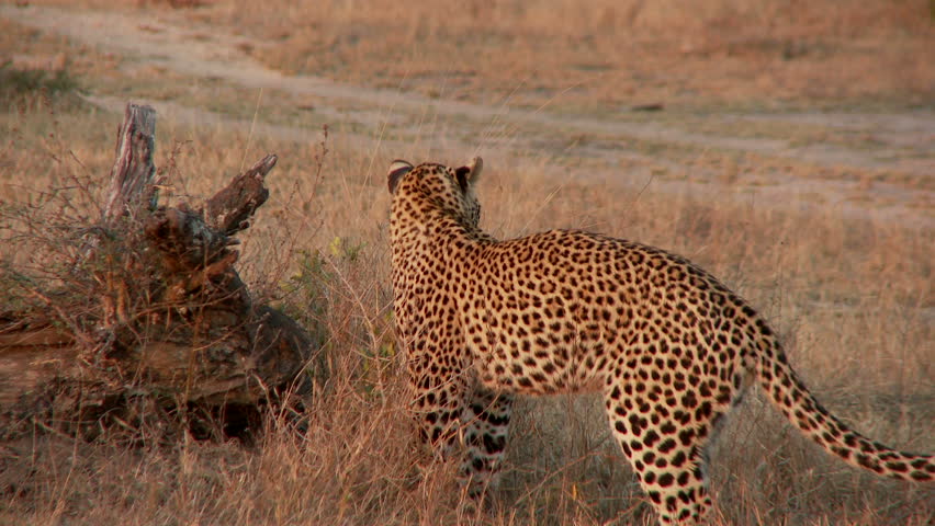 A leopard walks around before lying down to preen itself