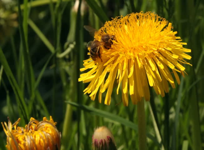 Working bee collecting pollen from a dandelion  