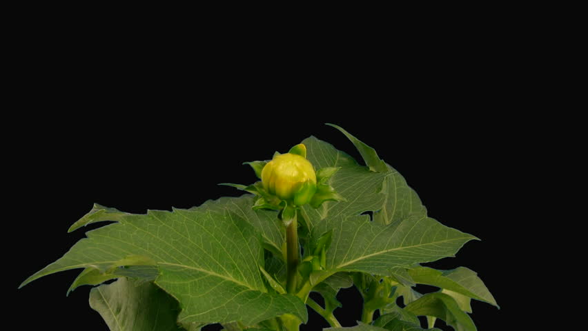 Time-lapse blooming pink yellow dahlia with alpha matte 1a 