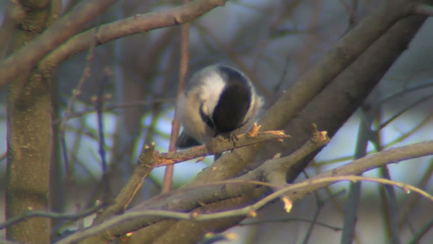 chickadee eating sunflower seed