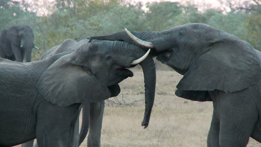 Young juvenile elephants push and shove one another.  Then the elephant uses its trunk to take in the scent of his opponent committing to memory