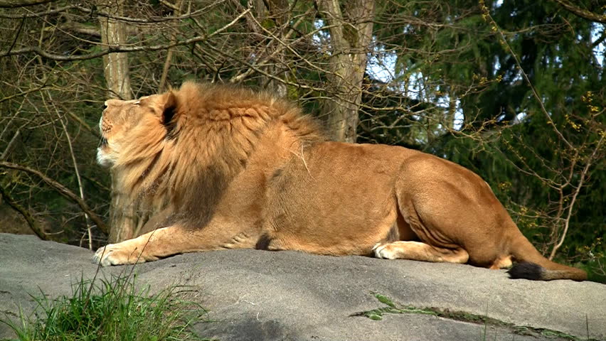 African lion pair roaring and playing