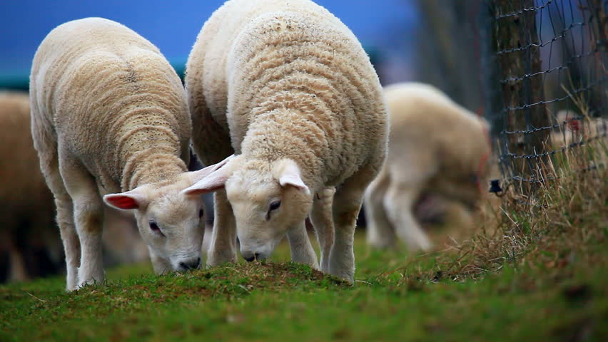 lambs