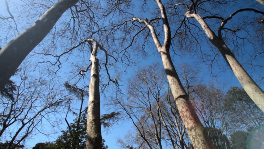 Low angle shot of trees in the park with no leaves on them 