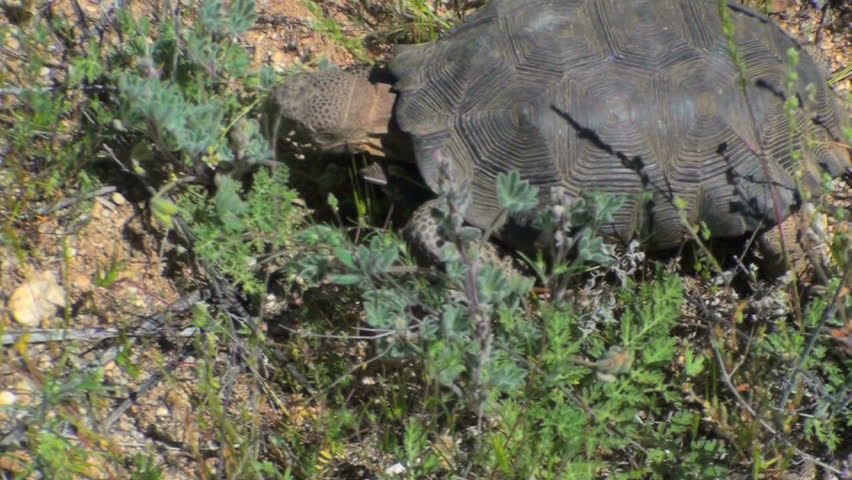 A rare close-up sighting of a desert tortoise, in the wild, feasting on abundance of plants emerging after spring rains. 1920x1080 