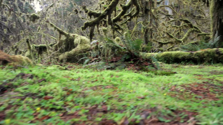 Hoh Rain Forest, Hall of Mosses, Washington, jib