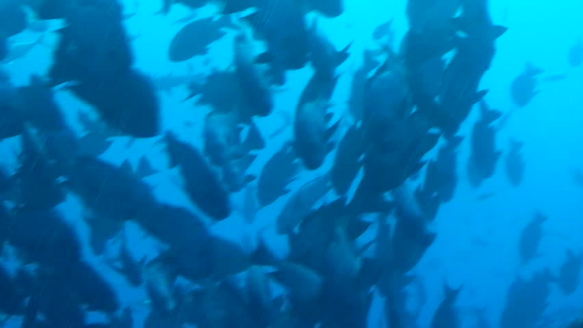 Fish swimming around a reef in Palau, Micronesia