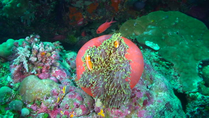 Many Pink Clown Fish swimming in and around an anemone, Palau, Micronesia