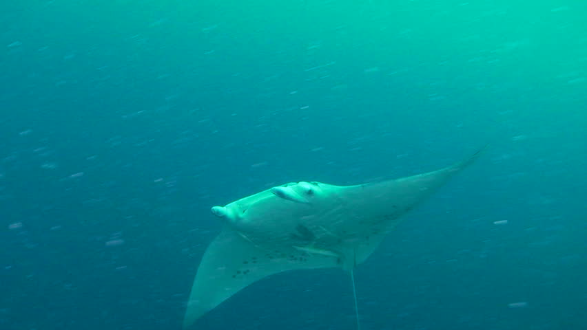 Large Manta Ray (Manta birostris) swimming, Palau, Micronesia