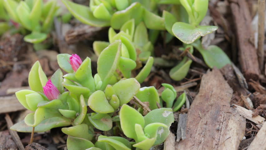 A drip watering system dripper is added to a flowering ice plant (aptenia cordifolia, Baby Sun Rose).