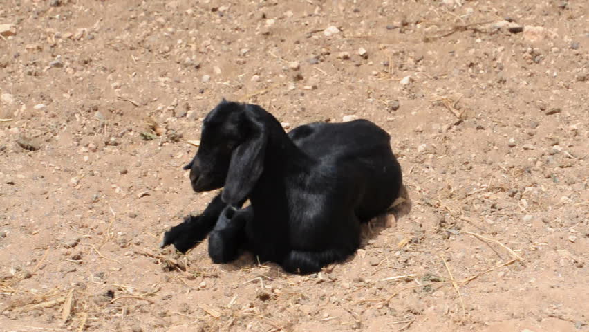 Goat