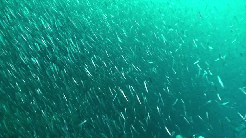 Swarm of anchovies 