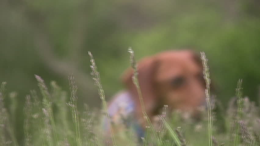 A low angle shot of a miniature Dachshund in the tall blowing grass, moving towards the camera, and then past it.