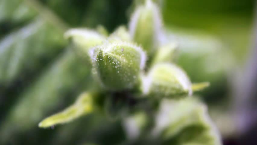 close up focus change on young green plant not exploded still 