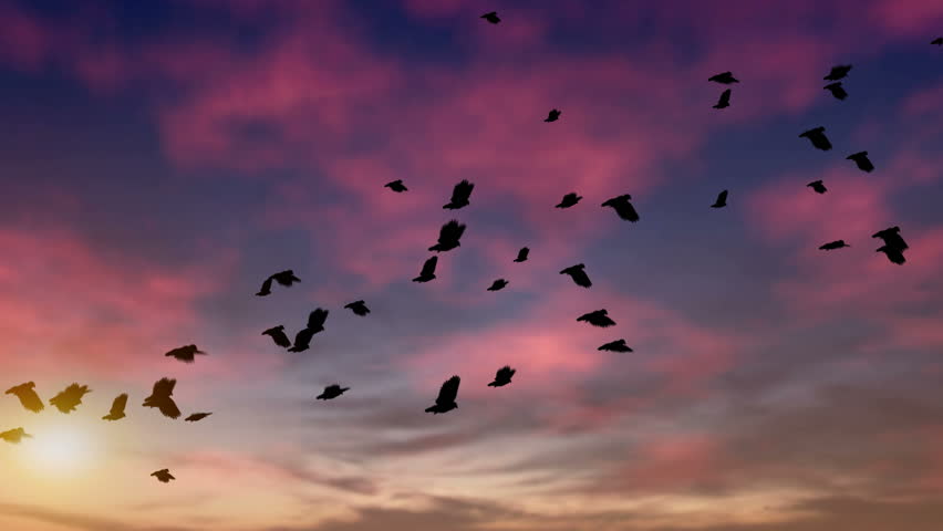 A large flock of pigeons flies at dusk.  They cross the screen from the lower left to upper right. Computer generated and seamlessly loopable. HD 1080p