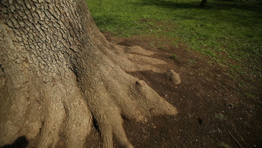 Brunette young lady lays down against tree roots. 
