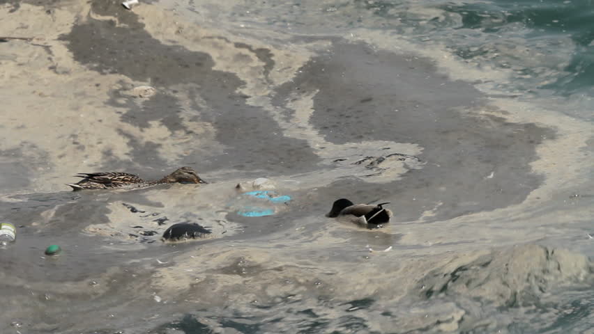 Ducks in polluted water