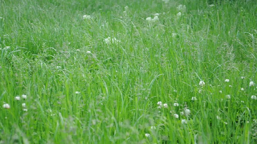 Long green grass moving in the wind