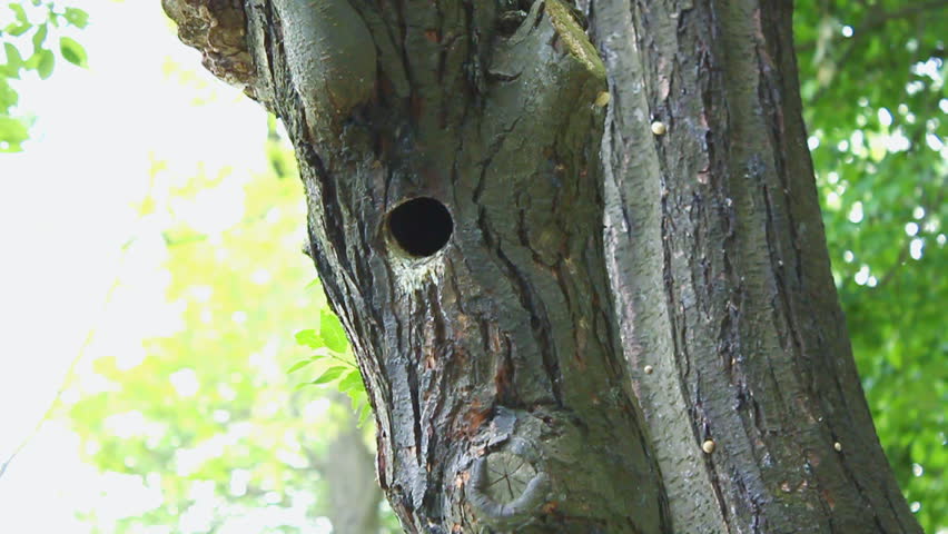 Starling bird flies and feeds her babies from the beak (slow motion, HD)