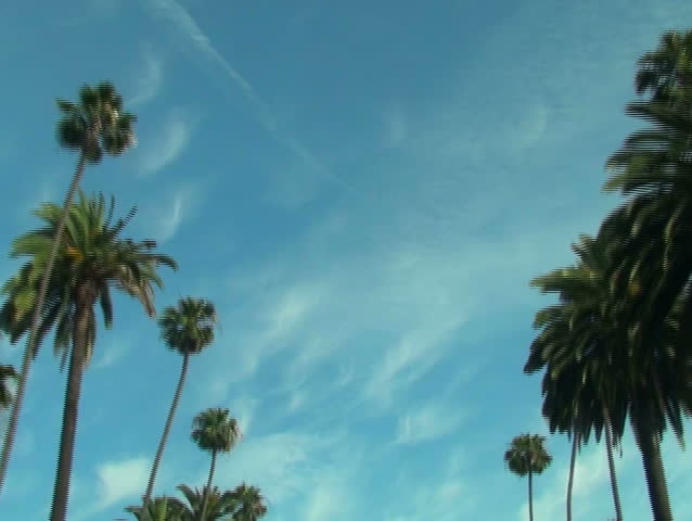 Beverly Hills palm trees driving shot V1 - NTSC