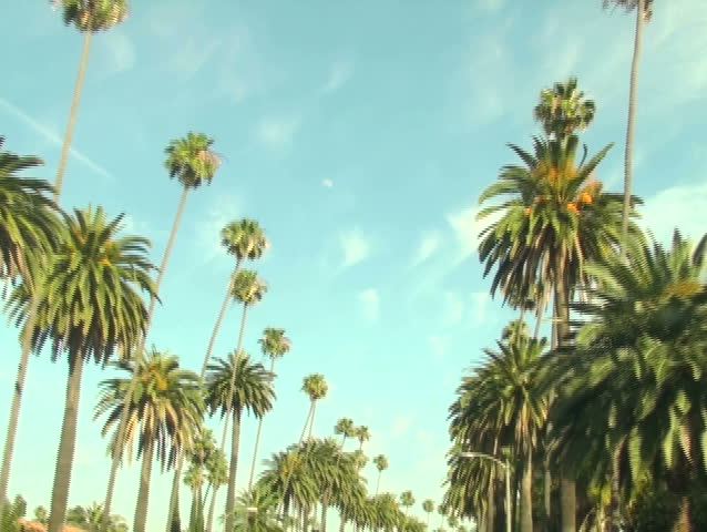 Beverly Hills palm trees driving shot V2 - NTSC