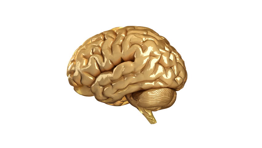 Human brain with neurons inside -concept