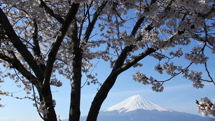 Cherry trees in bloom in foreground, Mt. Fuji in background