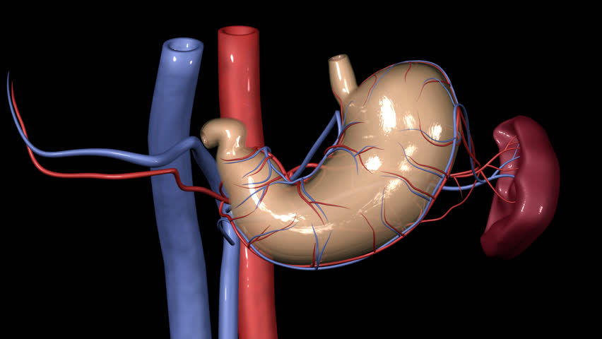 Stomach Rotation HD
