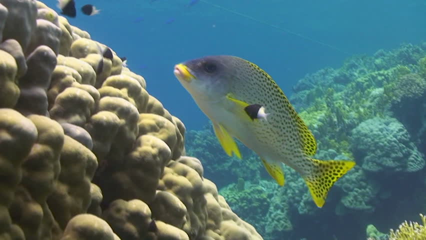 Blackspotted sweetlips (Plectorhinchus gaterinus), close up of fish swimming over hard mountain coral, shot ends with fish swimming out of the picture. Red sea, Egypt.