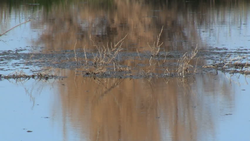 Black-Necked Stilt