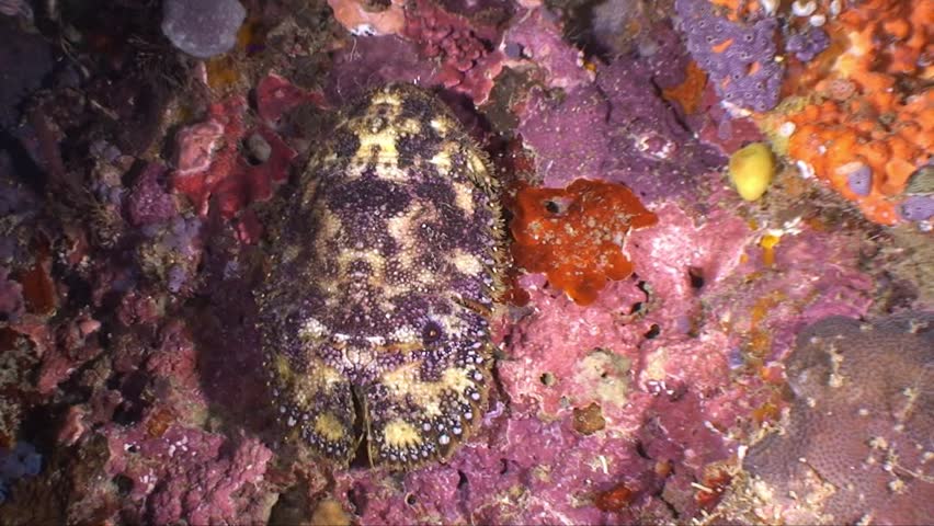 Slipper lobster walking over the reef
