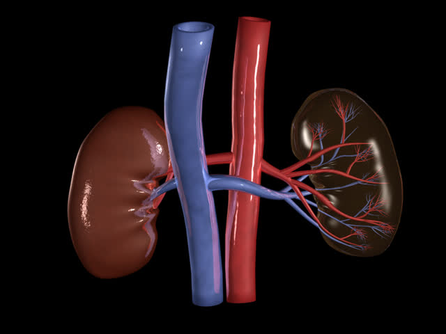 Kidney Rotation Loop