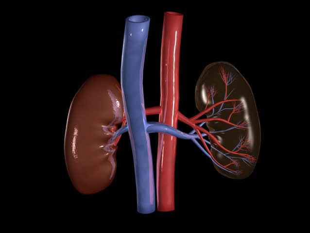 Kidney Rotation Loop