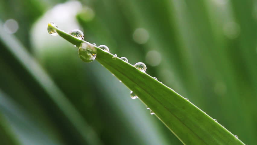 Fresh green blades of grass in the rain, with beads clinging to the blades. Shallow depth of field