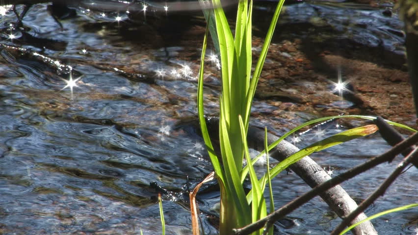 Green grass, sun reflexion in water