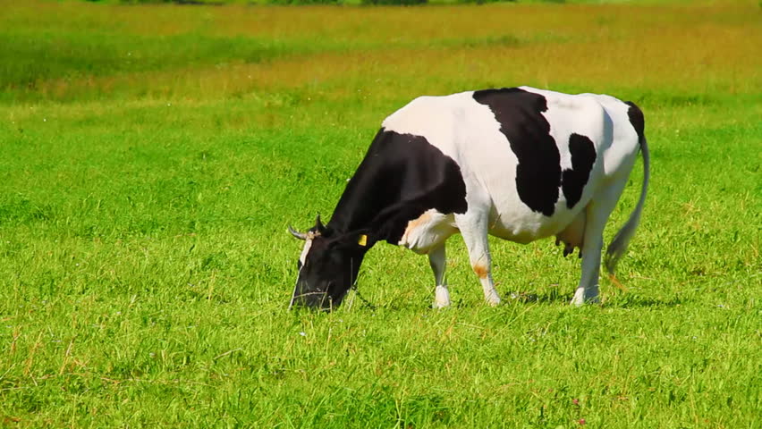 cow eats grass