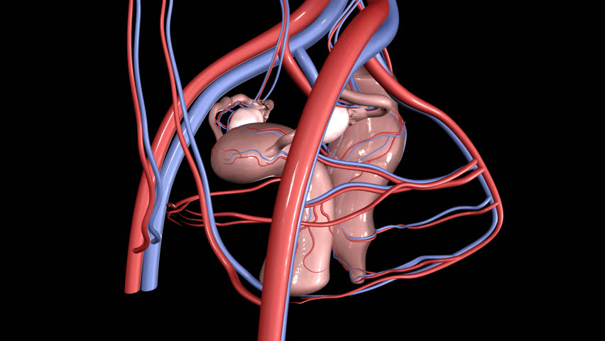 HD Uterus (female reproductive system)