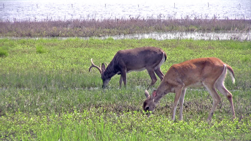Video Whitetail deer in an open field near a south Texas lake. Male buck and female doe feeding on grass. Marsh and grass. 