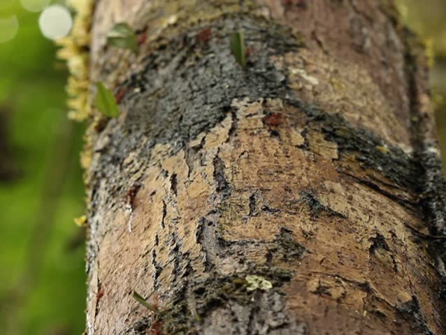 Leaf cutter ants (Atta sp.)
