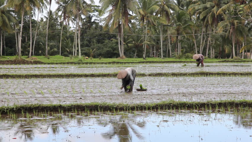 Indonesian farmers working on rice field.Bali, Indonesia
