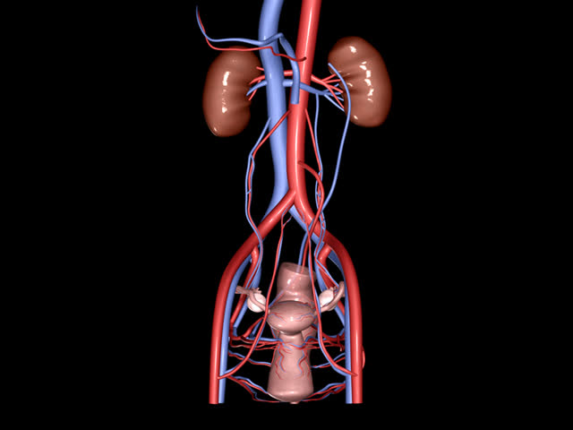 PAL Female Reproductive System